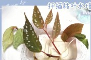 海棠花的繁殖与扦插技巧（以海棠花如何扦插为主题的全面指南）