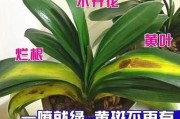 以君子兰烂根的药物处理方法（有效恢复君子兰健康生长的秘诀）