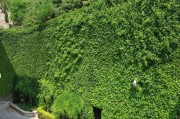 盆栽爬山虎的种植技巧（掌握这些技巧，让你的家居更绿色）