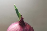 洋葱发芽了还能吃吗？（如何正确处理发芽的洋葱？——厨房必备知识）