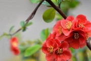 海棠花的色彩与魅力（揭秘海棠花的神秘色彩世界）