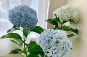 绣球花养殖全攻略（注意事项和种植方法一网打尽）