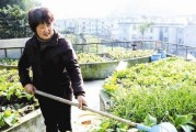 复合肥化成水可否直接浇菜？（探究复合肥化成水的适用性及使用注意事项）