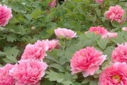 昆山市花及其象征意义探析（探究昆山市花——菊花的文化内涵与历史渊源）