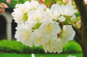 探秘海棠花之美（海棠花的别名及魅力解析）