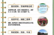 三角梅因施肥过多掉叶的原因及处理方法（探讨三角梅掉叶的成因，以及如何恢复叶片生长的关键方法）