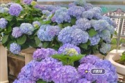 绣球花的花语和寓意（探秘绣球花的象征意义）