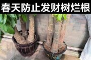 如何处理烂根的发财树问题（全面修复你的发财树烂根，迎接财运的回归）