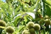 板栗的季节成熟及采摘（探究板栗成熟期，让你足不出户了解采摘板栗的时间）