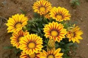 菊花栽种及注意事项