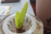 冬季如何养护君子兰（打造温馨室内花园，让君子兰在寒冷冬天绽放鲜花）