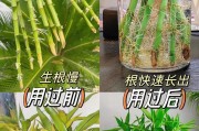 解决水培竹烂根的有效方法（保护水培竹的根系，打造健康生长环境）