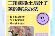 培育三角梅多叶子的秘诀（打造繁茂叶片的小窍门）