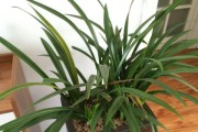兰草种植应该放室内还是室外？（阳光、温度、湿度三因素影响兰草生长）