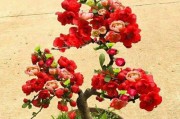 如何培养海棠花成为盆栽花（室内盆栽的关键步骤和技巧）