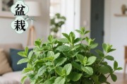 盆栽薄荷种植指南（打造清香舒适的室内小花园）