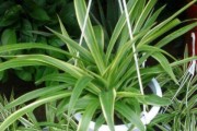 如何用药物治疗吊兰介壳虫？（探索有效的吊兰介壳虫治疗方法）