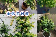 金银花的种植与养护方法（打造美丽花园，掌握金银花的养护诀窍）