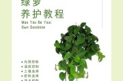 如何让绿萝的叶变大（关键技巧及护理建议）