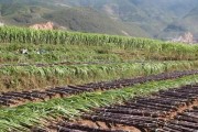 甘蔗种植技巧与时间（如何掌握甘蔗的种植方法，达到最佳收获期）