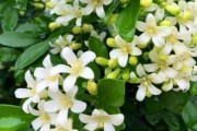 七里香，一种香气四溢的神奇植物（探寻七里香的历史、产地、药用价值及栽培技术）
