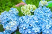 揭秘绣球花的“怕冷怕热”之谜（了解绣球花的适宜温度和养护方法）