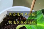 玻璃翠叶片扦插技巧与注意事项（打造繁茂玻璃翠叶片花园，掌握这些关键步骤）