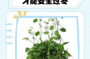 绿萝养护指南——科学浇水保持健康（绿萝怎样浇水才能健康成长？）