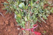 金银花种子的种植方法（从选种到收获，全面指南）