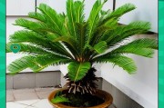 铁树室内养殖方法与注意事项（打造绿色家居，享受生态福利）