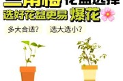 三角梅养护指南（让花盆里的三角梅健康生长）