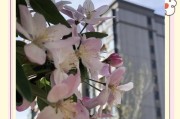 以海棠花为象征的品格剖析（勇敢、坚韧、优雅的花开人生）
