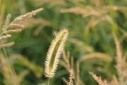 狗尾巴草的神奇功效（探寻狗尾巴草的多重作用）