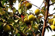 揭秘，桃子并非被子植物？（重新认识桃子，其分类学地位存疑）