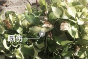 绿萝叶发黄的原因及对策（绿萝叶发黄的常见问题与解决方法）