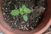 如何正确养护薄荷以防止发黄（薄荷养护秘诀及防止发黄的技巧）