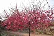 红梅的生长环境与生长地方条件（追寻红梅花的生命密码——红梅的生长条件全解析）