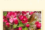 海棠花叶子变黄的原因及处理方法（保护海棠花叶子健康的关键措施及实践经验）