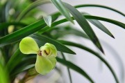 如何养长莫兰花（打造莫兰花的健康成长环境）