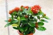 龙船花的养殖方法和养护要点（打造宜居环境，用龙船花装点自家花园）