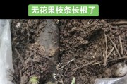 通过扦插无芽主干实现新苗生长（利用无芽主干进行植物繁殖的技巧和方法）
