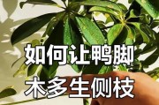 以扦插鸭脚木培育侧枝的技巧（培育出丰富侧枝的方法与注意事项）