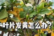 三角梅秋天叶子黄掉的原因及解决方法（探究三角梅叶子黄掉的主要原因，以及如何有效解决这一问题）