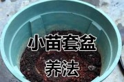 三角梅养护指南（了解三角梅的生长环境与养护技巧）