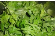 芹菜没熟透可以吃吗？（了解芹菜的营养价值和毒性，看看它煮熟前后的区别）
