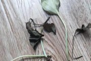 盆栽绿萝根烂了怎么办？（如何拯救烂根的盆栽绿萝？）
